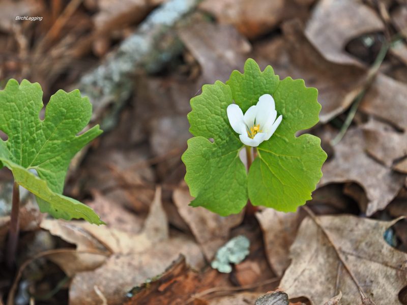 Bloodroot open