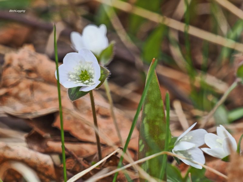 White Hepatica