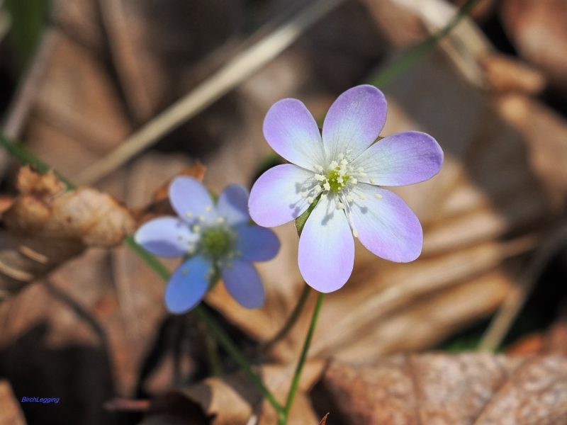 Purple Hepatica