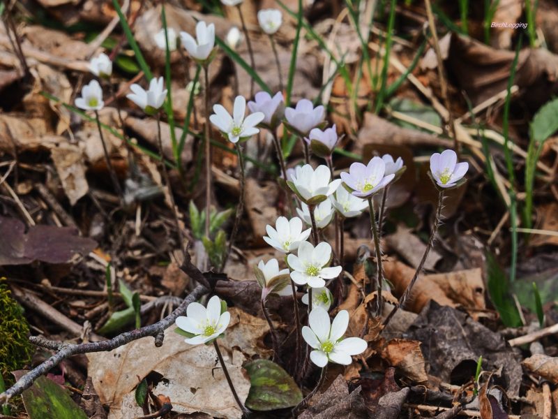 White Hepatica