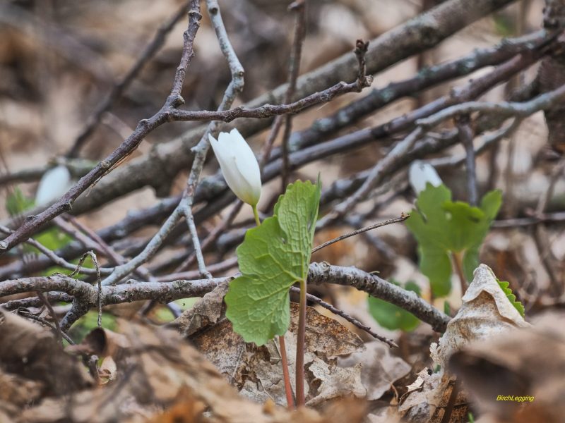 Bloodroot emerge
