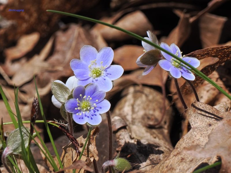 Purple Hepatica
